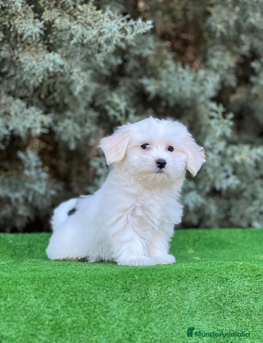 Bichón Maltés perros en venta: Bichón maltes - Imagen 2