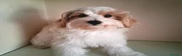 Maltipoo perros en venta: Matipoo Macho - Anuncio 3