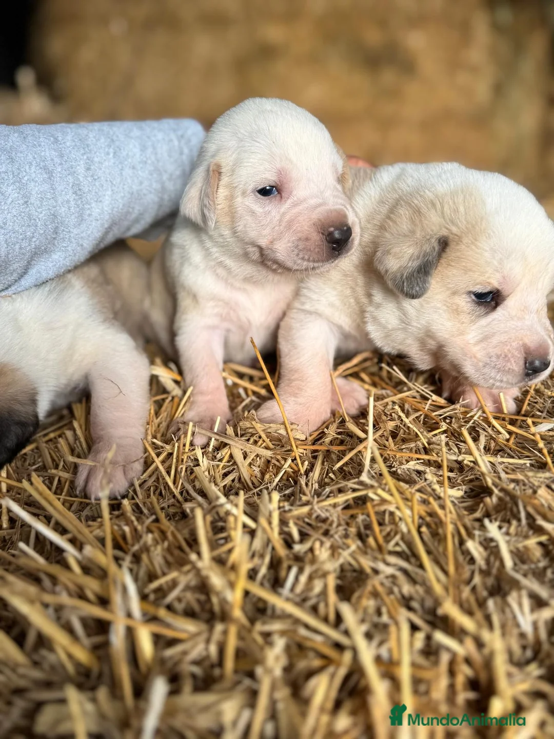 Mastín Español perros en venta: MASTIN ESPAÑOL - Anuncio 3