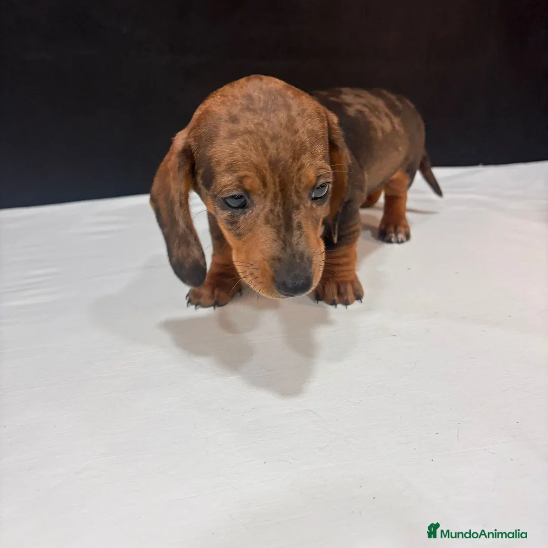 Teckel Miniatura perros en venta: Teckel Miniatura  - Anuncio 16