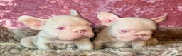 Bulldog Francés perros en venta: Bulldog francés  - Anuncio 3