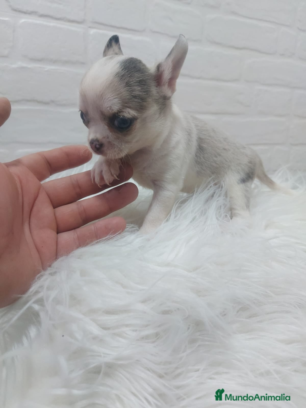 Chihuahua perros PRECIOSOS CHIHUAHUAS, CHATOS, CABEZA DE MANZANA en Sevilla - Anuncio 1