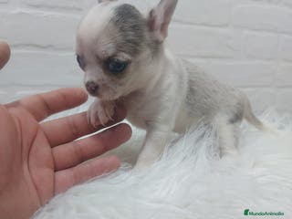 Chihuahua perros PRECIOSOS CHIHUAHUAS, CHATOS, CABEZA DE MANZANA en Sevilla - Anuncio 26