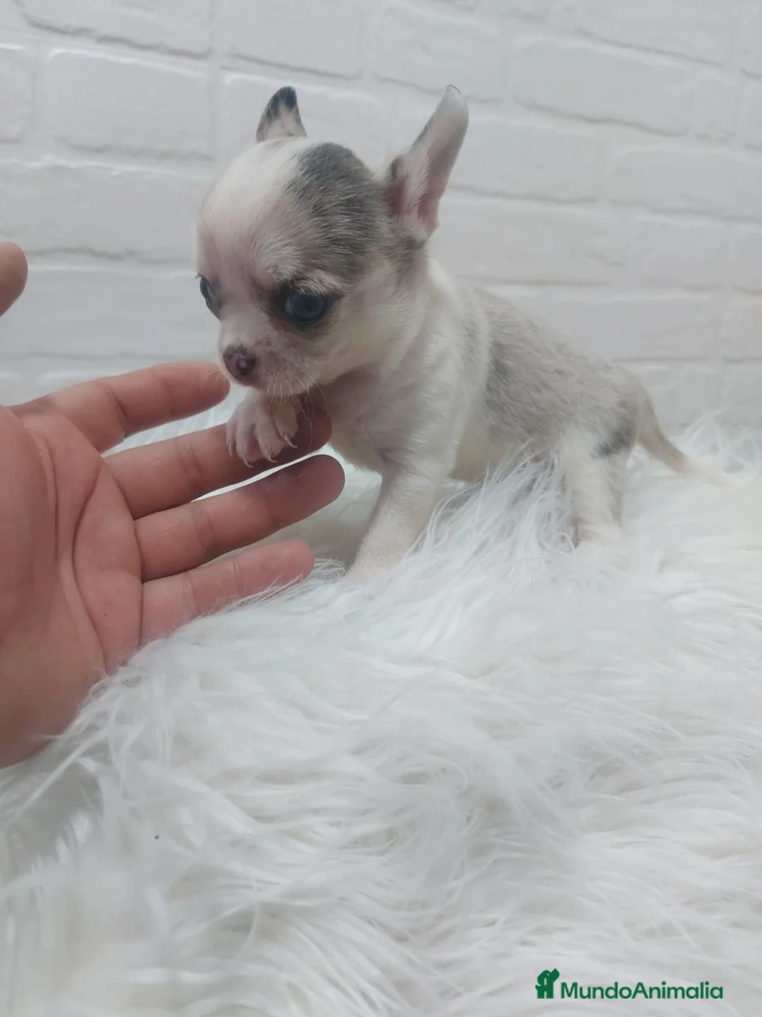 Chihuahua perros en venta: PRECIOSOS CHIHUAHUAS, CHATOS, CABEZA DE MANZANA en Sevilla - Anuncio 1