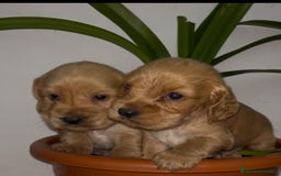 Cocker Spaniel Inglés perros en venta: Cocker Spaniel ingles  - Anuncio 4