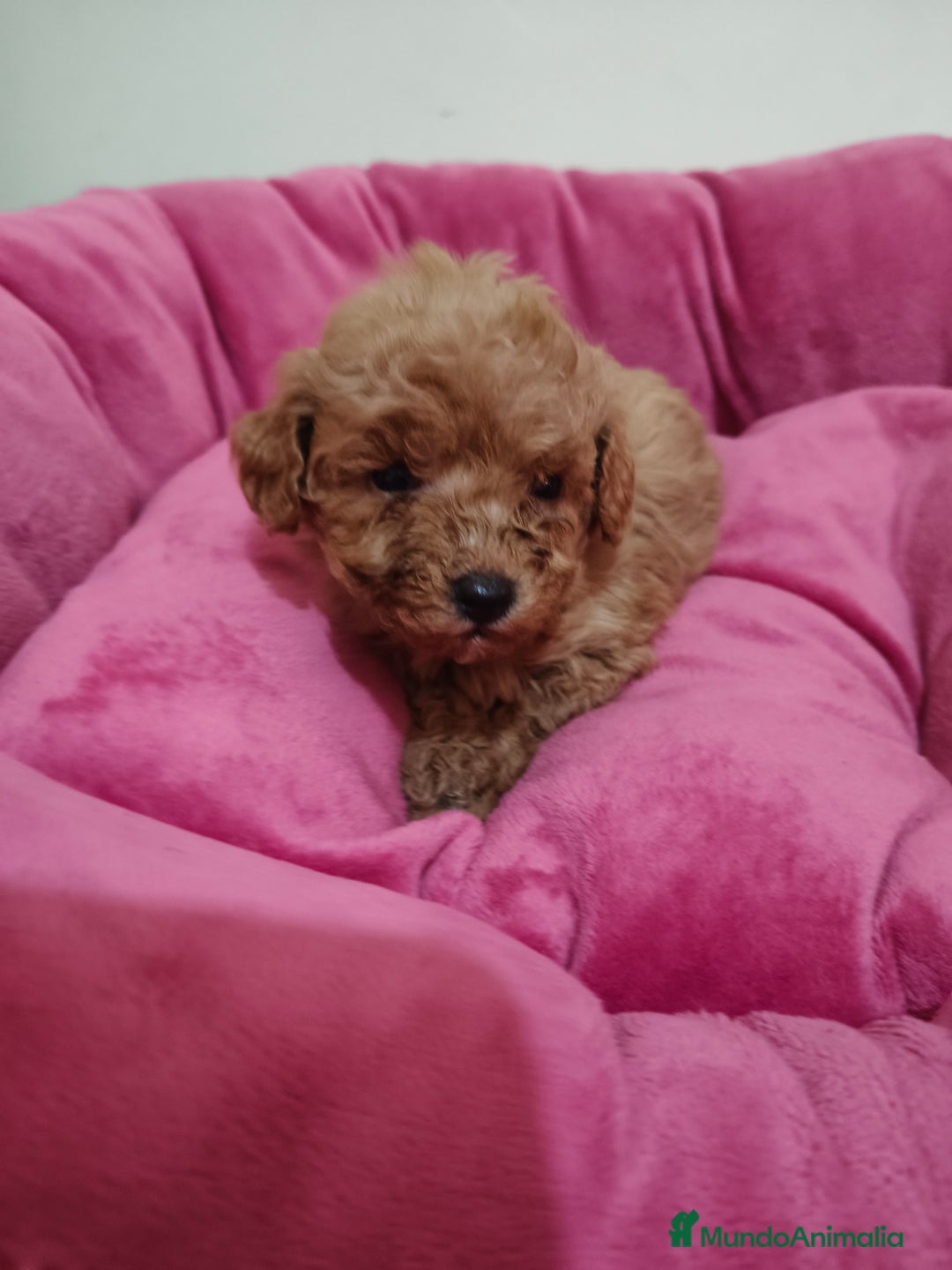 Caniche Toy perros en venta: Caniche Toy - Anuncio 3