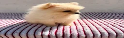 Pomerania perros en venta: Lulu Pomerania toy  - Anuncio 3
