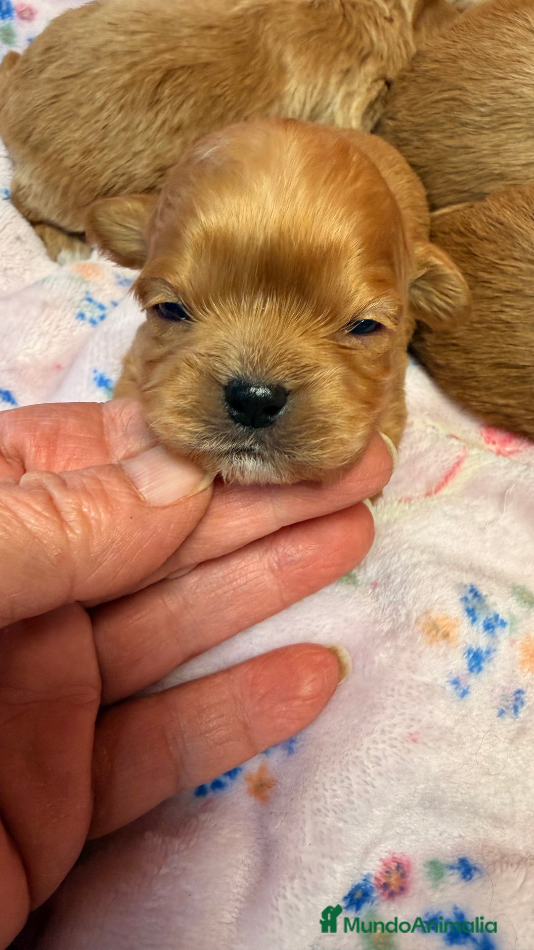 Shihpoo perros en venta: ShihPoo Cachorrotos dorados y rojos - Anuncio 5