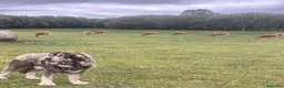 Mastín Español perros en venta: Camada de mastin español - Anuncio 2