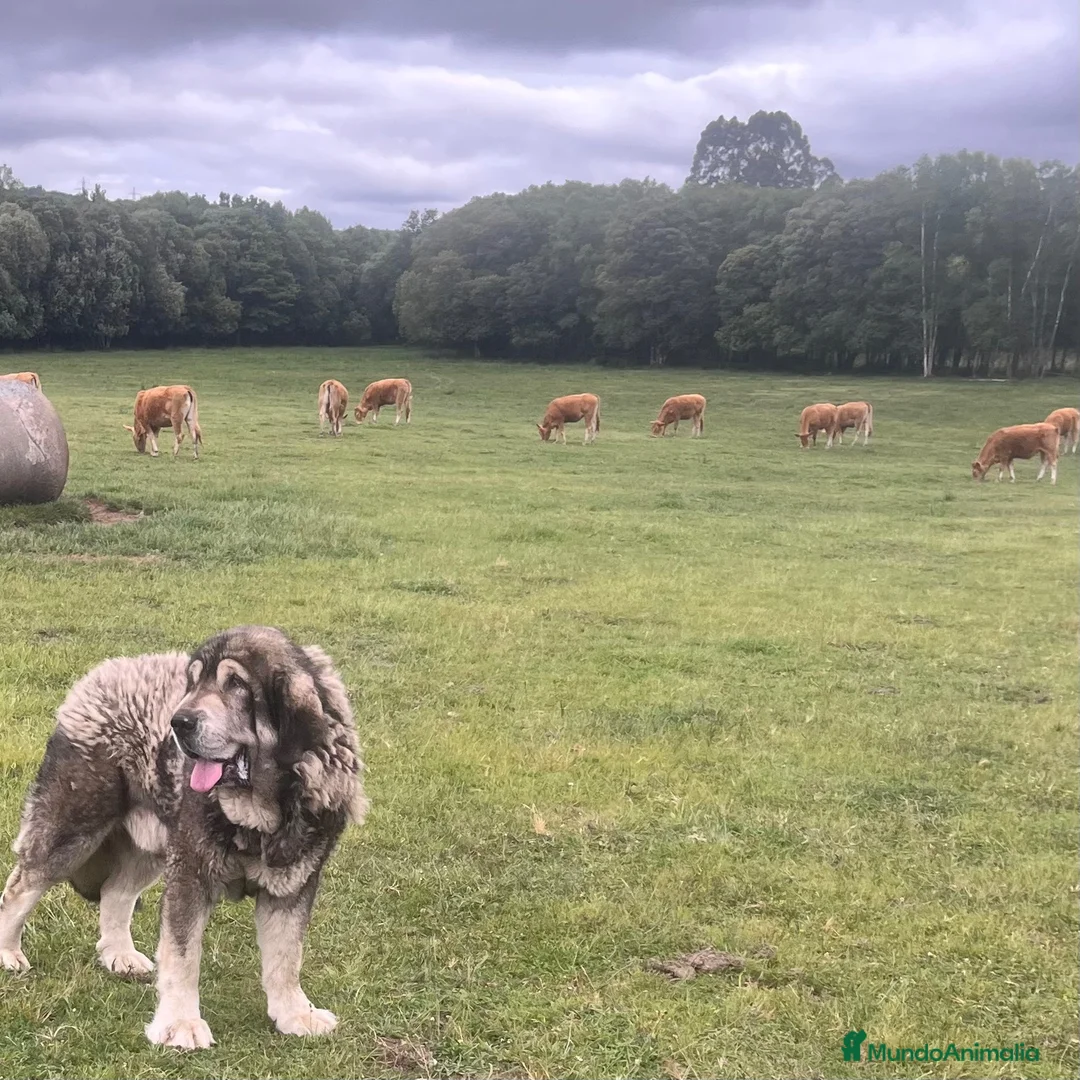Mastín Español perros en venta: Camada de mastin español - Anuncio 2