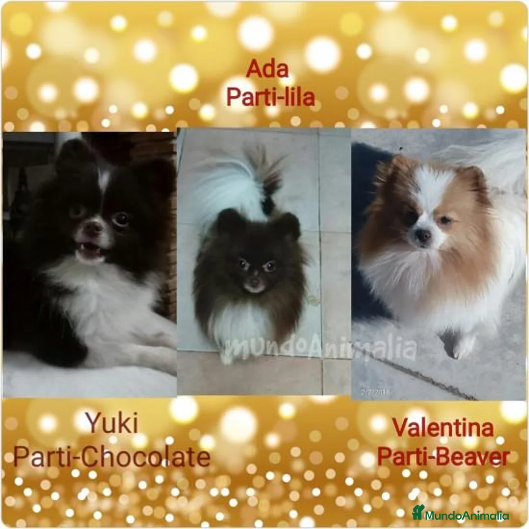 Imagen de galería {{count}}