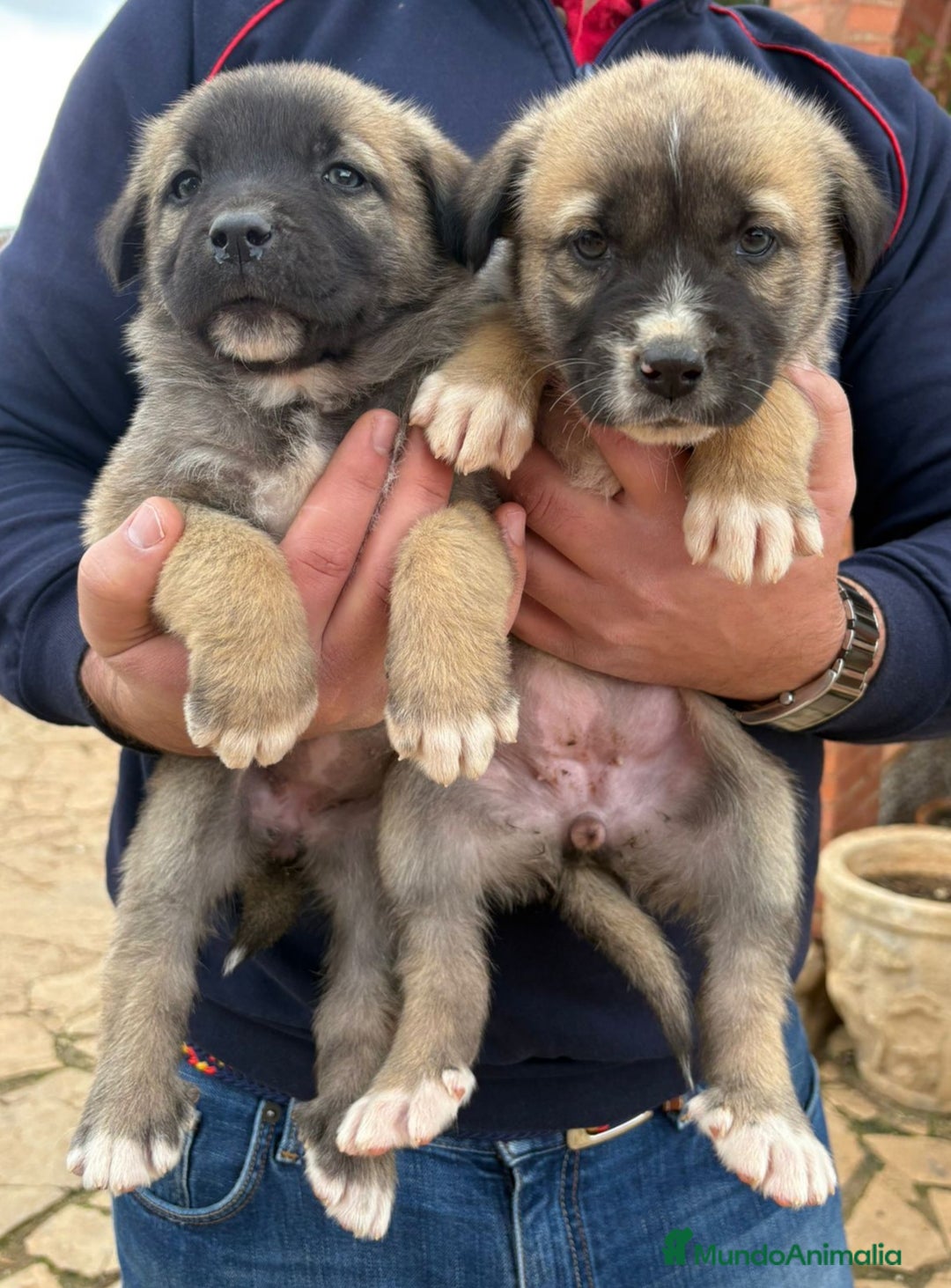 Mastín Español perros en venta: Cachorros de mastín español en Málaga - Anuncio 1