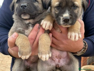 Mastín Español perros Cachorros de mastín español en Málaga - Anuncio 28