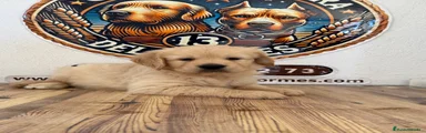 Golden Retriever 3