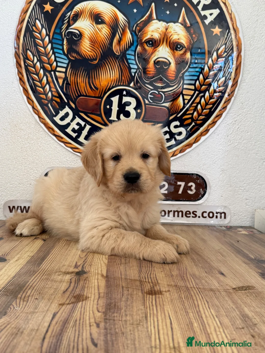Golden Retriever perros en venta: Cachorros Golden retriever - Anuncio 2