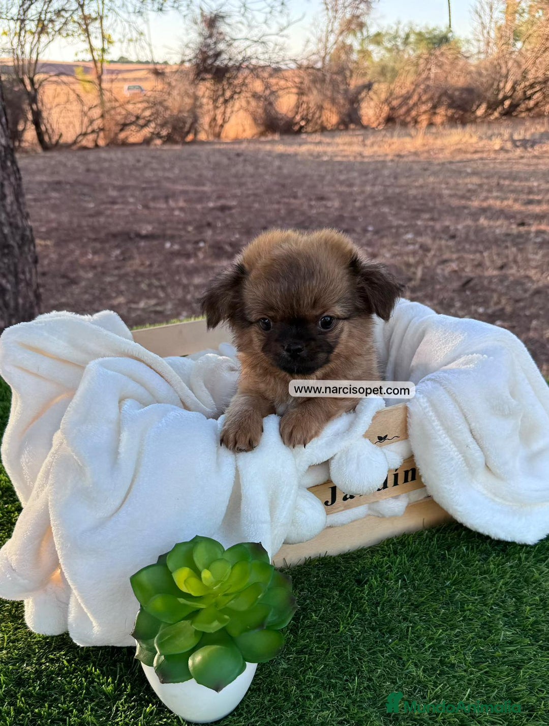 Chihuahua perros en venta: CHIHUAHUA PELO LARGO MACHO - Imagen 4