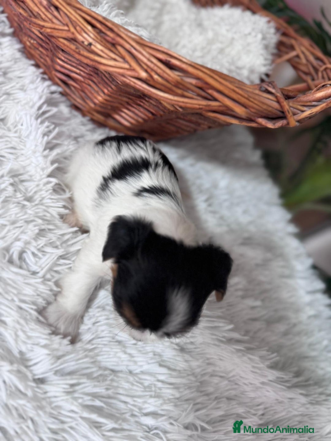 Yorkshire Terrier perros en venta: YORKSHIRE BIEWER - Anuncio 17