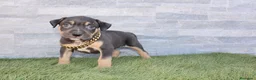 American Pit Bull Terrier perros en venta: American Pit bull - Anuncio 7