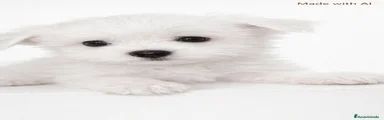 Bichón Maltés 2