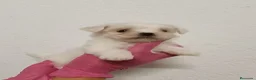 Bichón Maltés perros en venta: Bichón maltés  - Anuncio 3