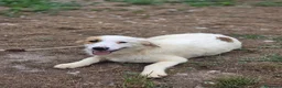 Border Collie perros en venta: Adopción  - Anuncio 3