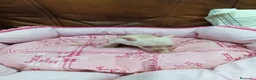Chihuahua perros en venta: CHIHUAHUA TOY - Anuncio 20