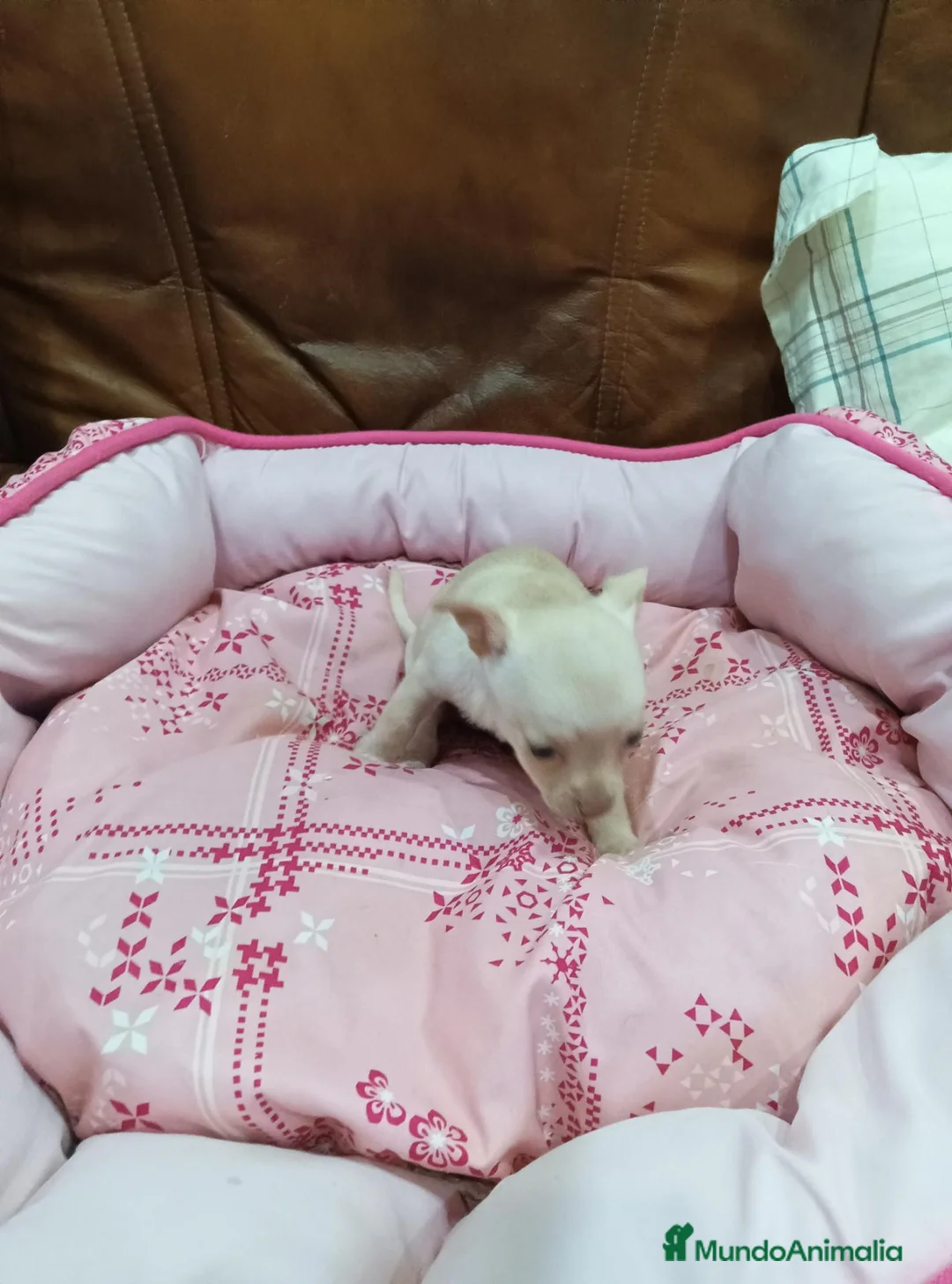 Chihuahua perros en venta: CHIHUAHUA TOY - Anuncio 20