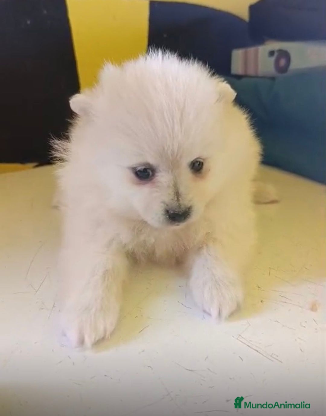 Pomerania perros en venta: Lulu pomerania toy  - Anuncio 14