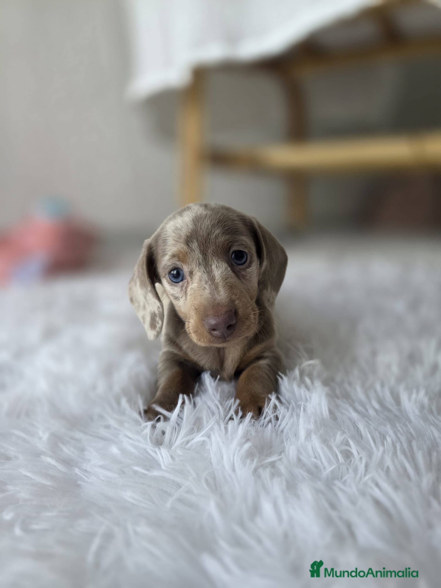 Teckel Miniatura perros TECKEL KANNINCHEN ARLEQUIN - Anuncio 3