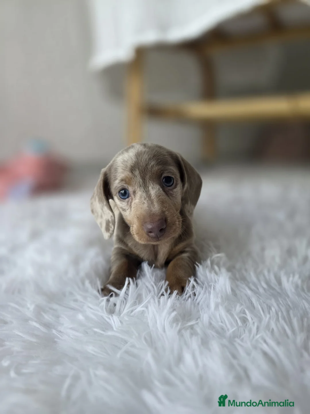 Teckel Miniatura perros en venta: TECKEL KANNINCHEN ARLEQUIN - Anuncio 1