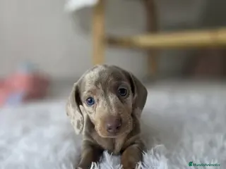 Teckel Miniatura perros TECKEL KANNINCHEN ARLEQUIN - Anuncio 3