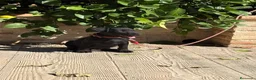 Jack Russell Terrier perros en venta: Cachorro Patterdale terrier  - Anuncio 3