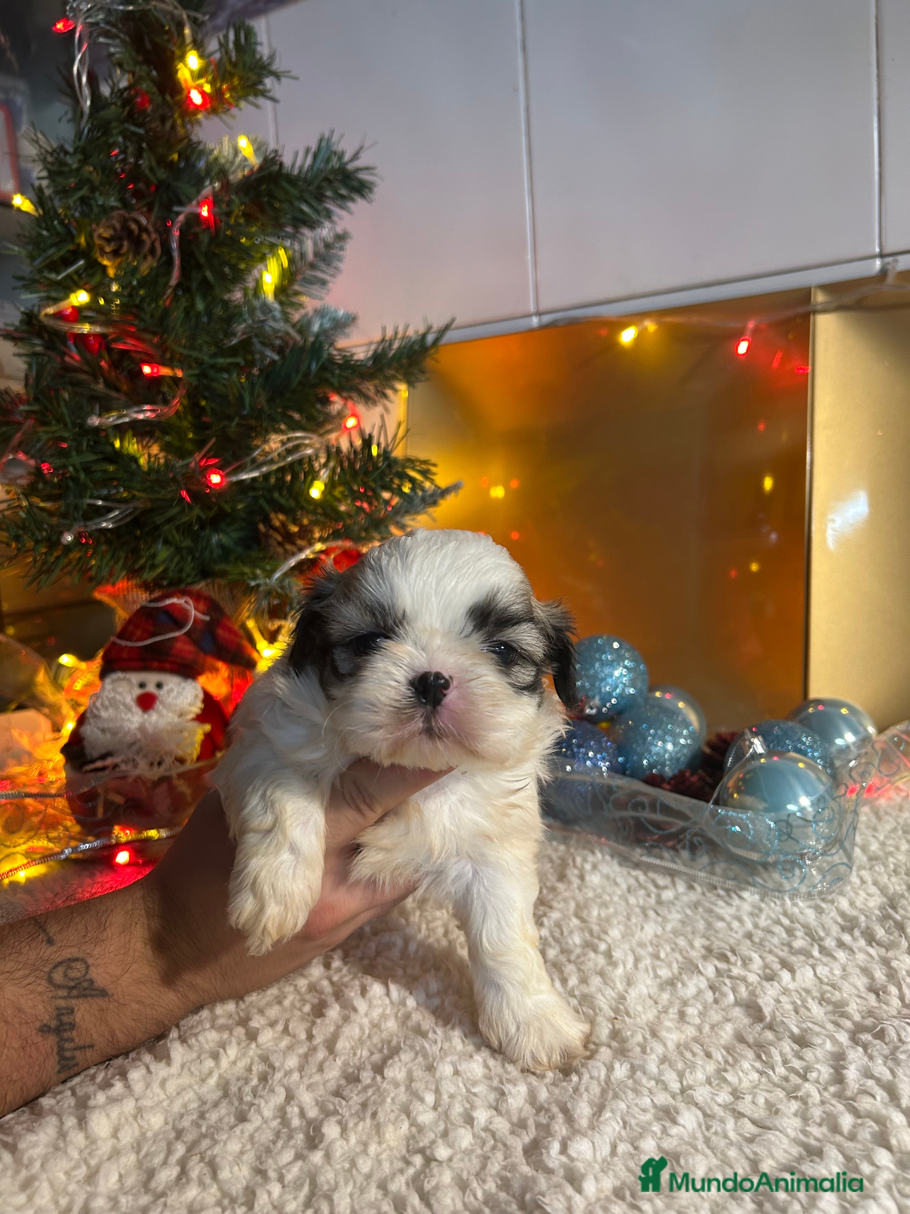 Shih Tzu perros Shih tzu - Anuncio 2