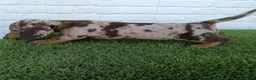 Teckel Miniatura perros en venta: Teckel miniatura arlequín chocolate  - Anuncio 4