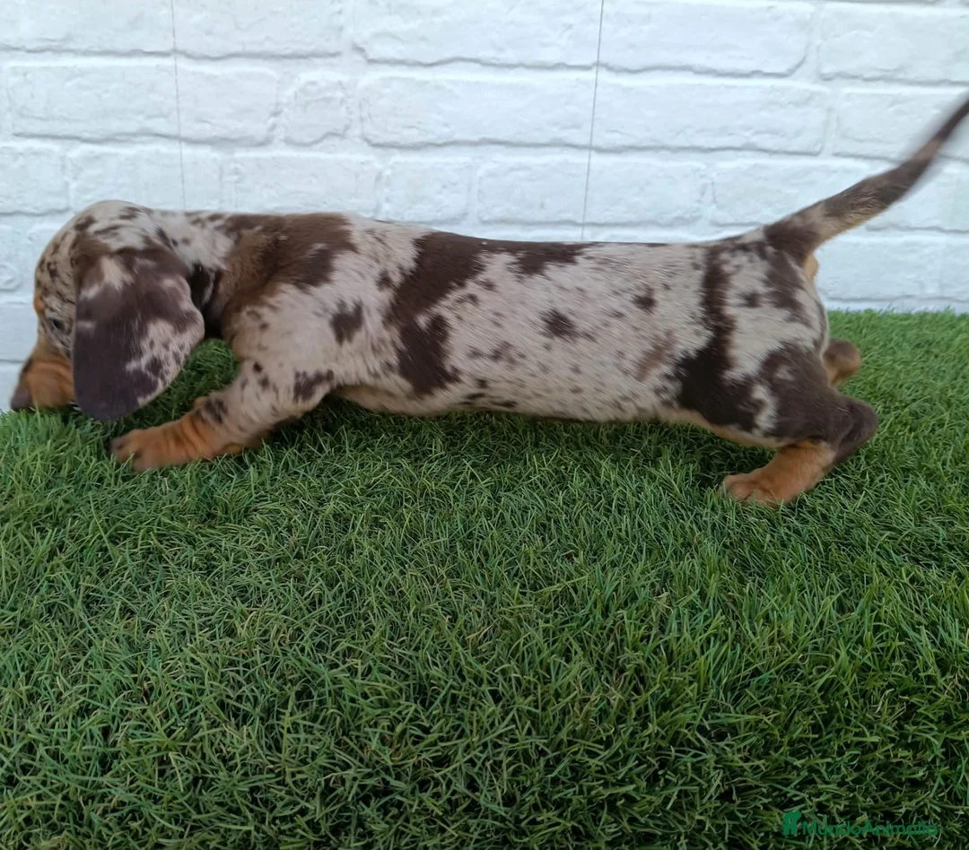 Teckel Miniatura perros en venta: Teckel miniatura arlequín chocolate  - Anuncio 4