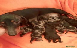 Teckel perros en venta: Teckel arlequín y negro fuego  - Imagen 2