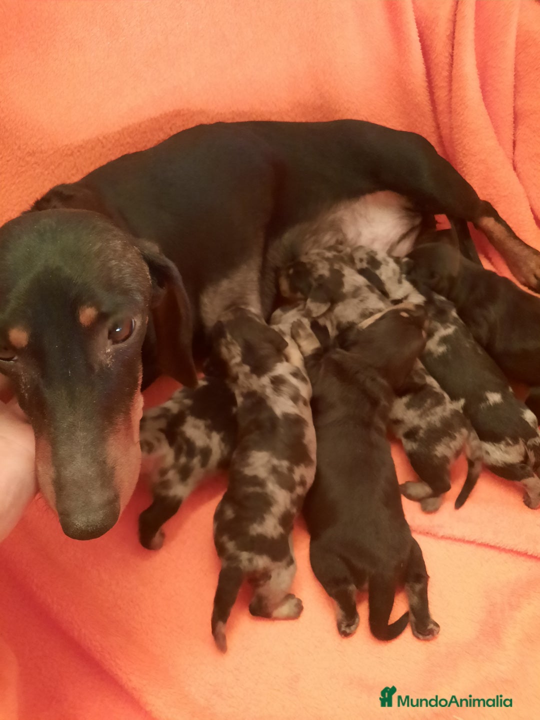 Teckel perros en venta: Teckel arlequín y negro fuego  - Imagen 2