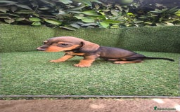 Teckel Miniatura perros en venta: teckel miniatura  - Imagen 1