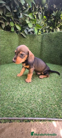 Teckel Miniatura perros - Anuncio 16