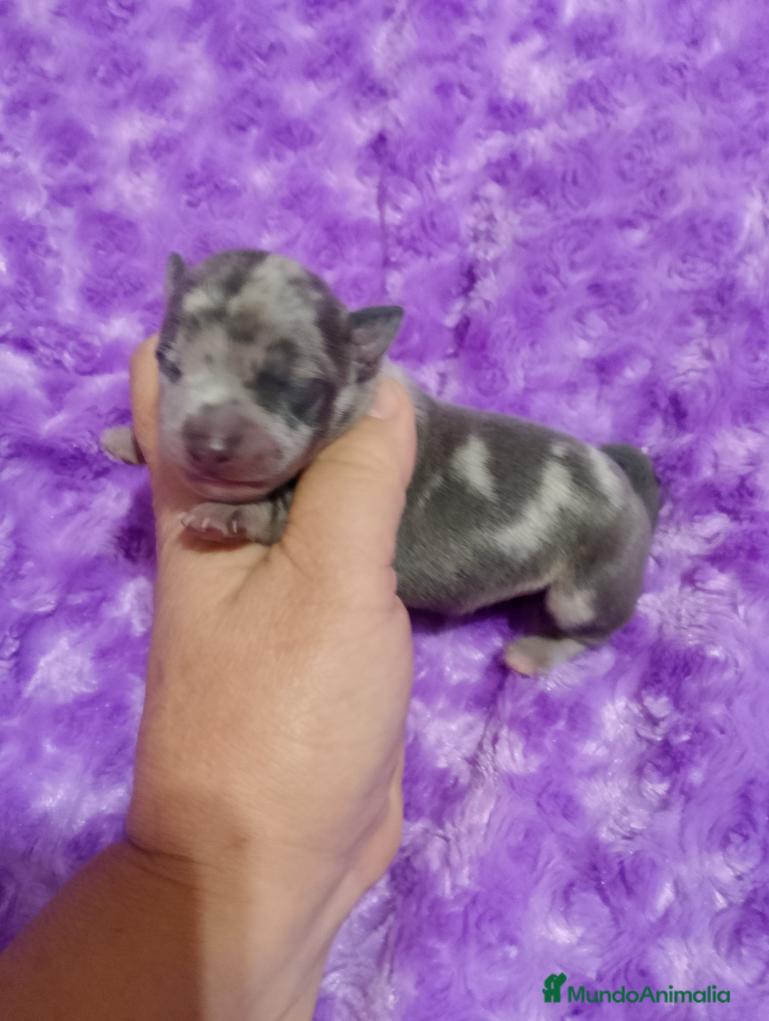 Raza Mixta perros Camada de Greyhuahua  - Anuncio 2