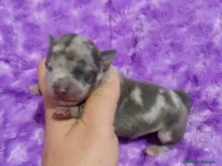 Raza Mixta perros Camada de Greyhuahua - Anuncio 2