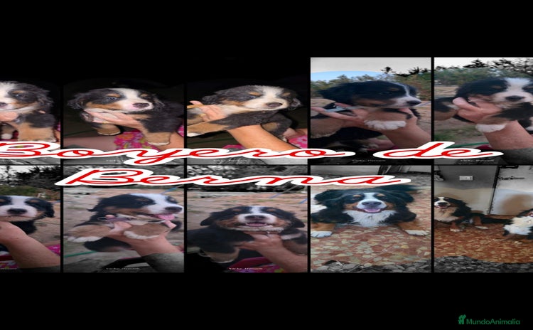 Boyero de Berna perros - Anuncio 9
