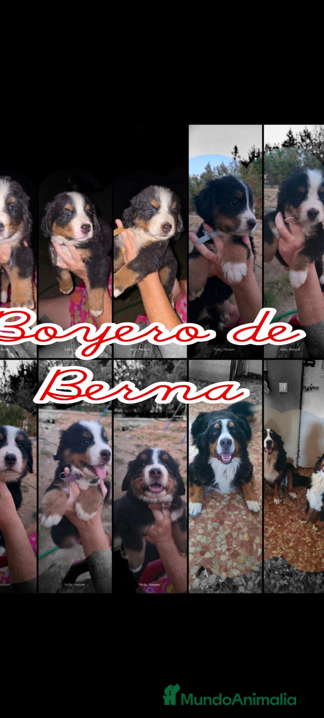 Boyero de Berna perros en venta: Boyero de Berna  - Imagen 1