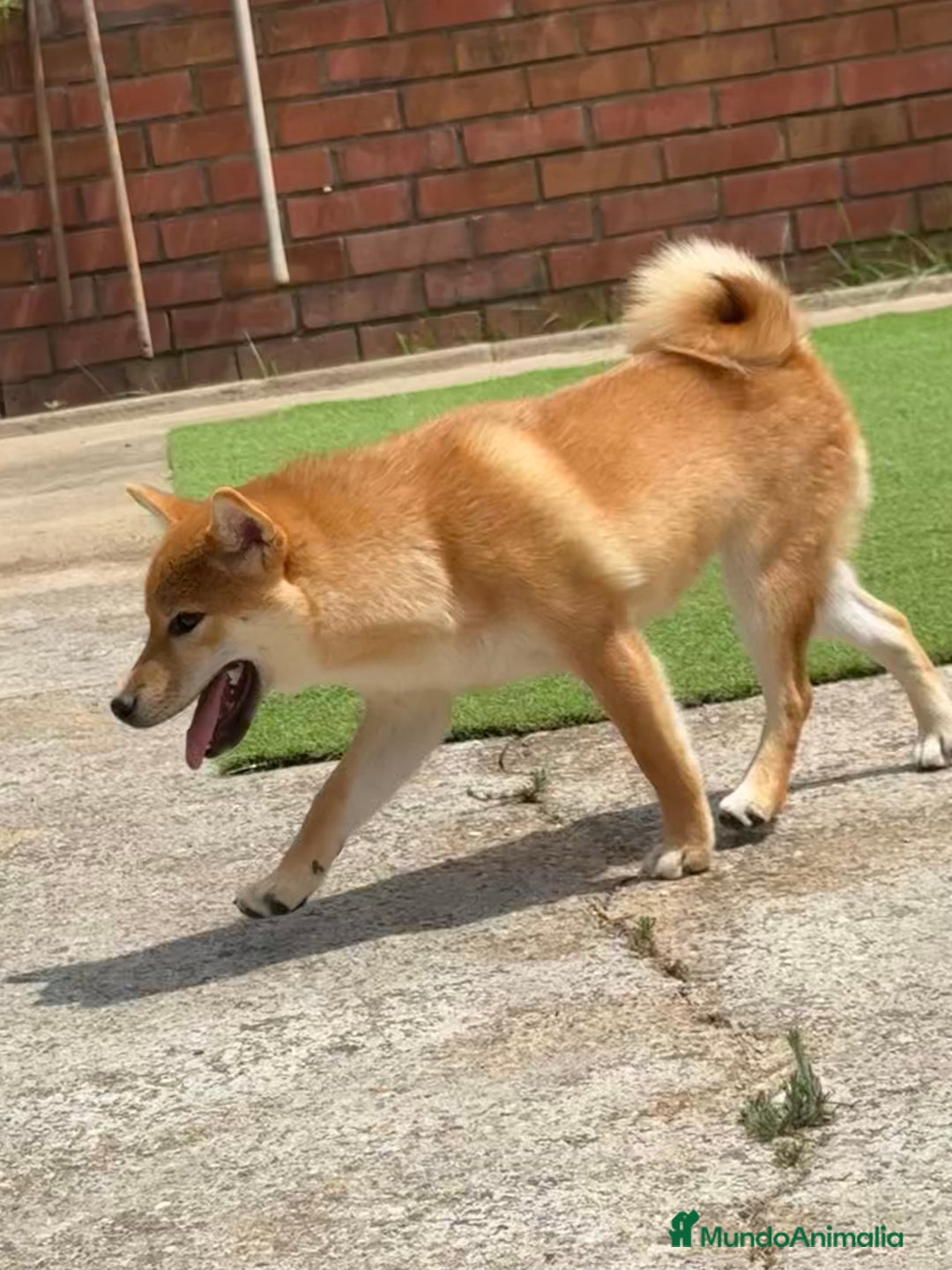 Shiba Inu perros en venta: Shiba Inu - Imagen 4