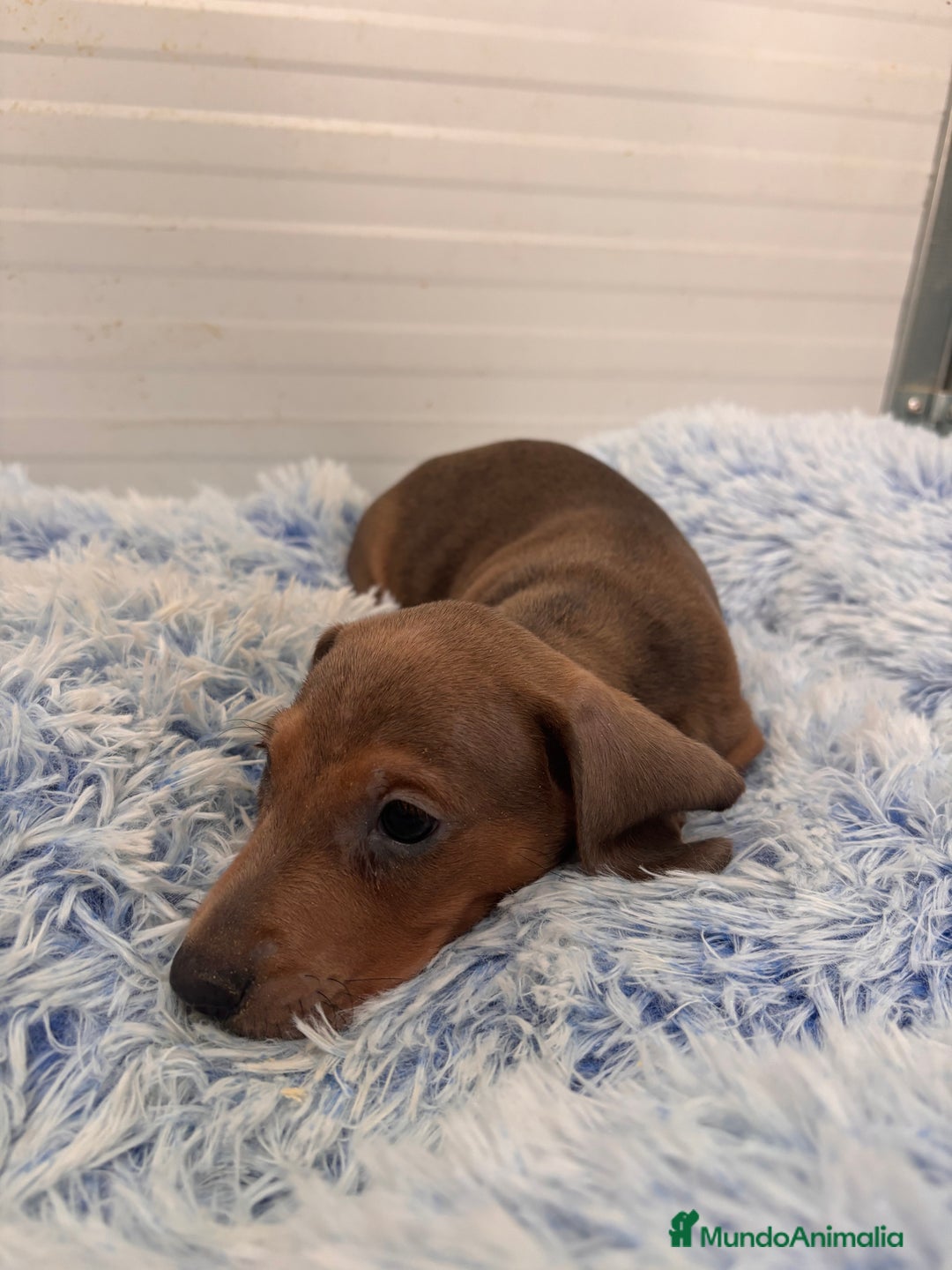 Teckel perros en venta: TECKEL STANDARD - Anuncio 15