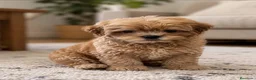 Maltipoo perros en venta: Impresionantes hembras de maltipoo - Anuncio 1