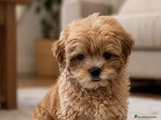 Maltipoo perros Impresionantes hembras de maltipoo - Anuncio 1