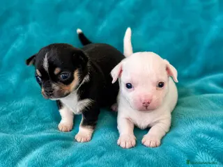 Chihuahua perros Chihuahua linea rusa - Anuncio 33