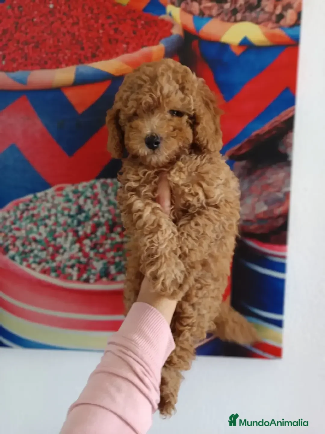 Caniche Toy perros en venta: Caniche toy en Badajoz - Anuncio 2