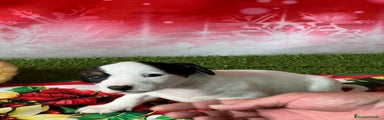Jack Russell Terrier Cachorro 2